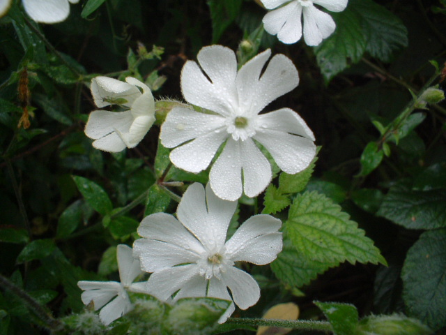Silene latifolia (=Silene alba) / Silene bianca
